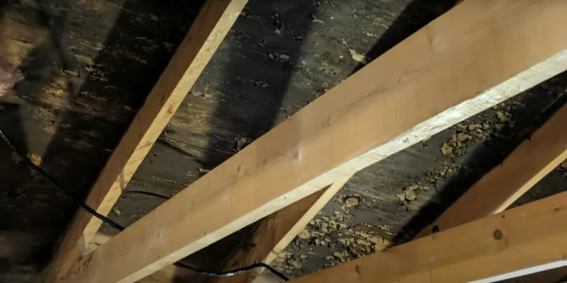 An attic in Grand View Heights infested with black mold